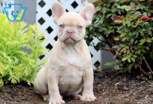 Tike French Bulldog 1-001