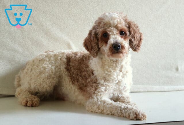 Tim Mini Poodle Joseph Martin image