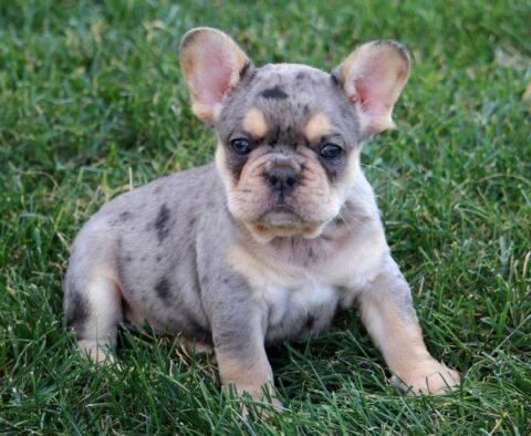 Timmy French Bulldog