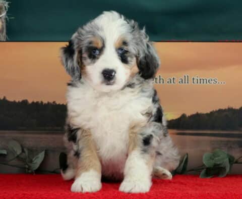 Timmy Mini Bernedoodle