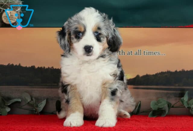 Timmy Mini Bernedoodle image