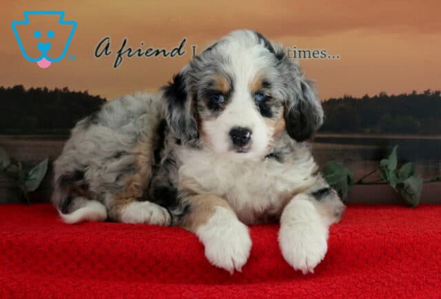 Timmy Mini Bernedoodle2 image