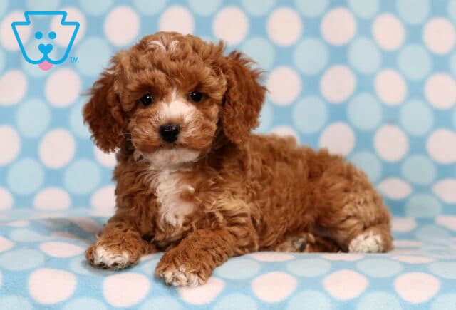 Timmy Mini Poodle image