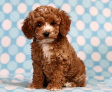 Timmy Mini Poodle2
