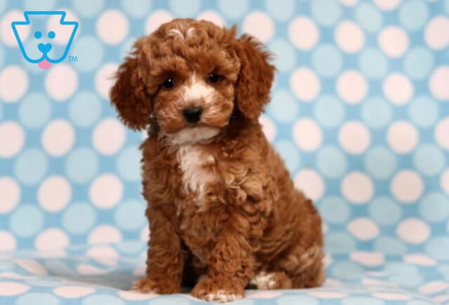 Timmy Mini Poodle2 image