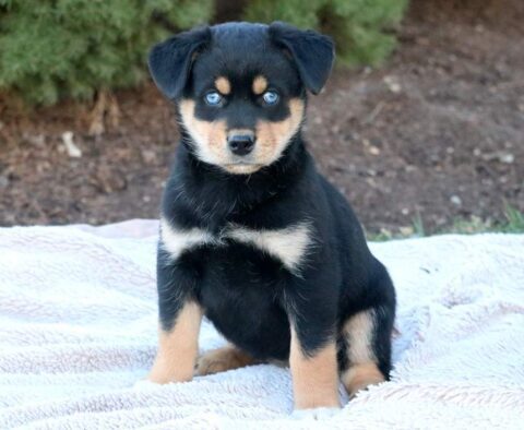 Tinker Rottweiler Mix