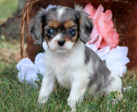 Tiny Tina Cavalier2