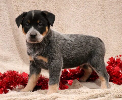 Tip Blue Heeler
