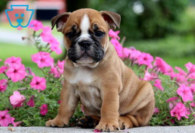 Titus English Bulldog image