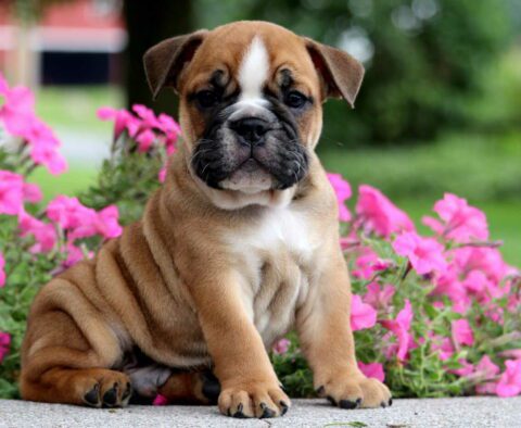 Titus English Bulldog2