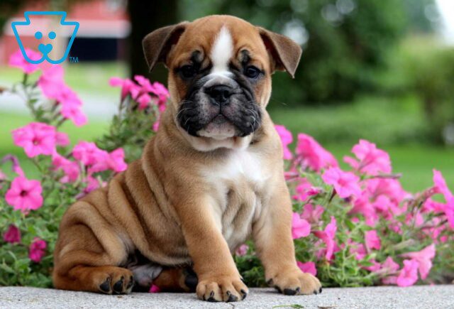 Titus English Bulldog2 image