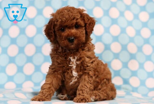Toby Mini Poodle image