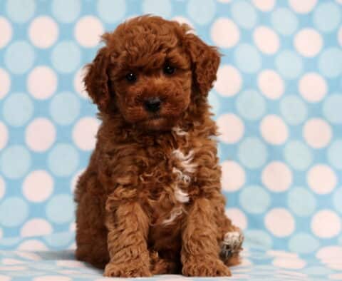 Toby Mini Poodle2