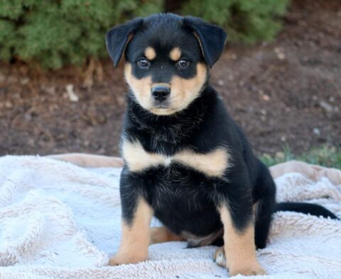 Toby Rottweiler Mix