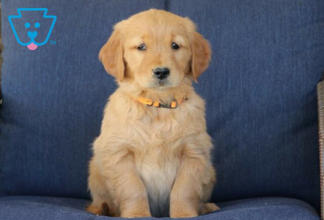 Toffee Golden Retriever image