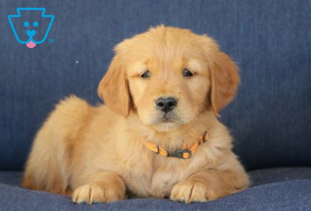 Toffee Golden Retriever2 image