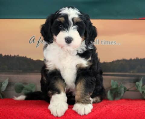 Tonka Mini Bernedoodle