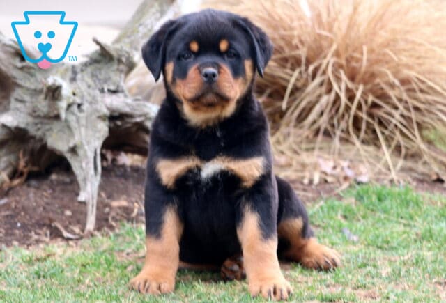 Tonka Rottweiler image