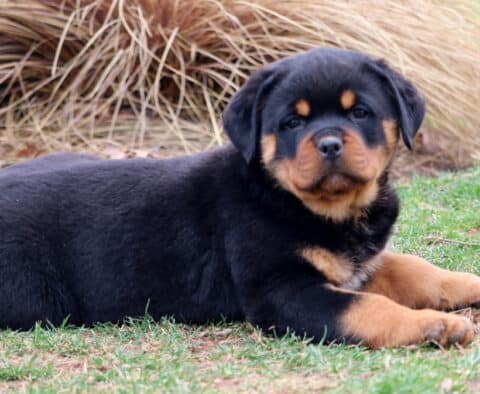Tonka Rottweiler2