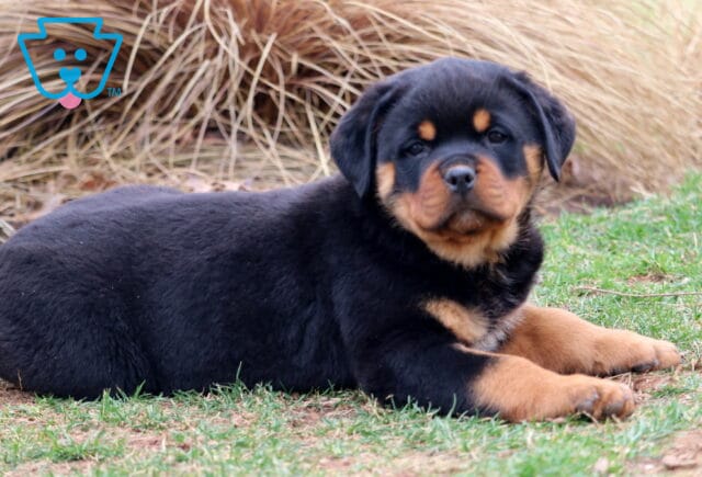 Tonka Rottweiler2 image