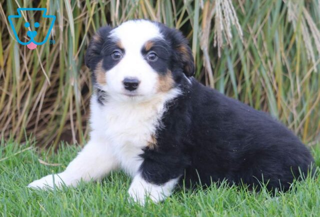 Tootsie Australian Shepherd