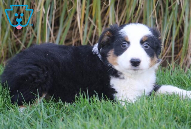 Tootsie Australian Shepherd2