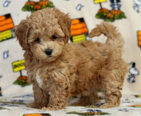 Tootsie Bichpoo
