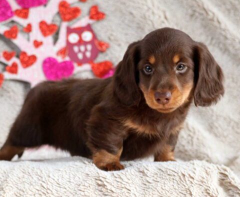 Tootsie Dachshund2