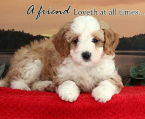 Tootsie Mini Bernedoodle