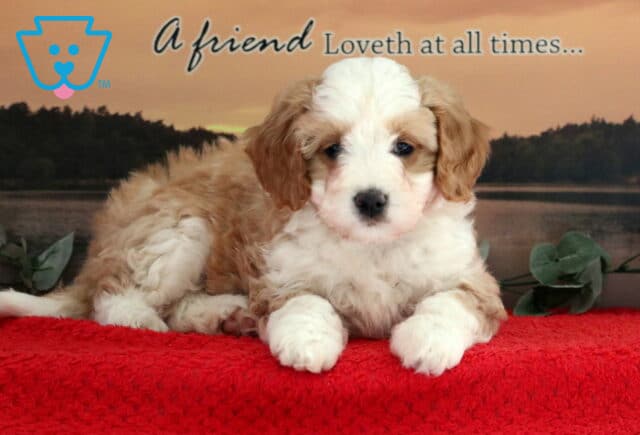 Tootsie Mini Bernedoodle image