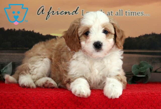 Tootsie Mini Bernedoodle2 image