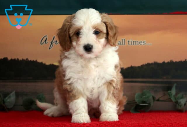Tootsie Mini Bernedoodle3 image