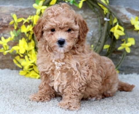 Tootsie Poodle Mix