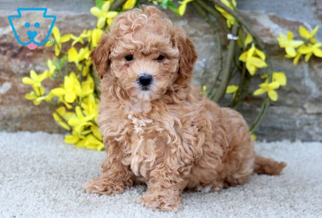Tootsie Poodle Mix image