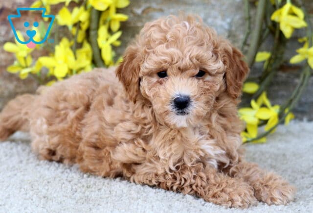 Tootsie Poodle Mix2 image