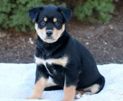 Tootsie Rottweiler Mix