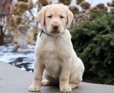 Tootsie Yellow Lab