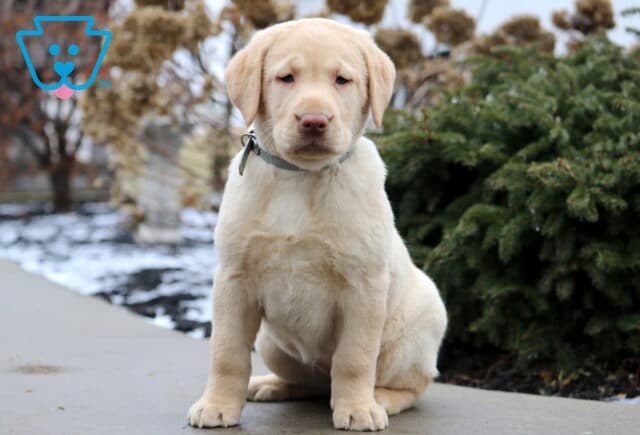 Tootsie Yellow Lab image