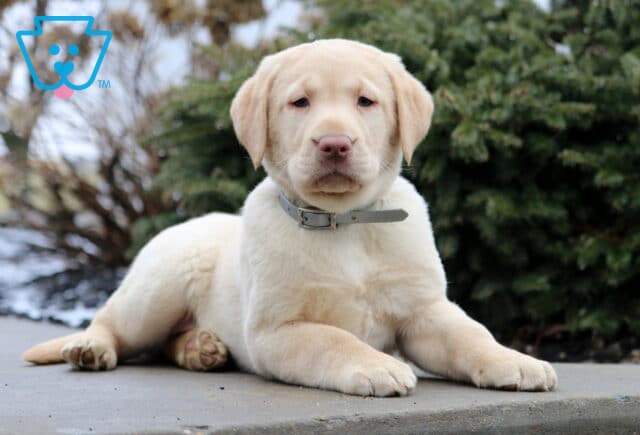 Tootsie Yellow Lab2 image