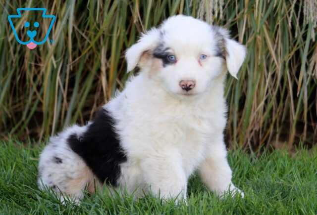 Tori Australian Shepherd