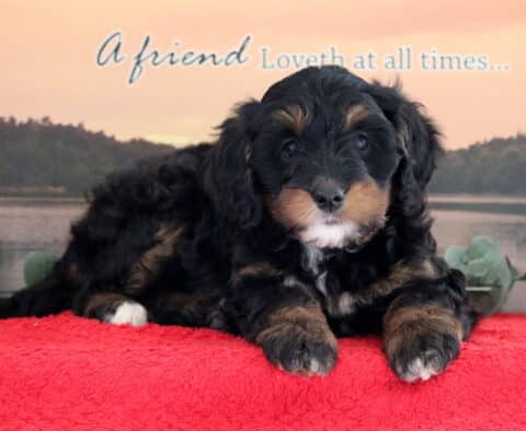 Tori Mini Bernedoodle
