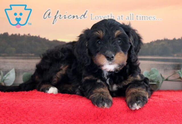 Tori Mini Bernedoodle image