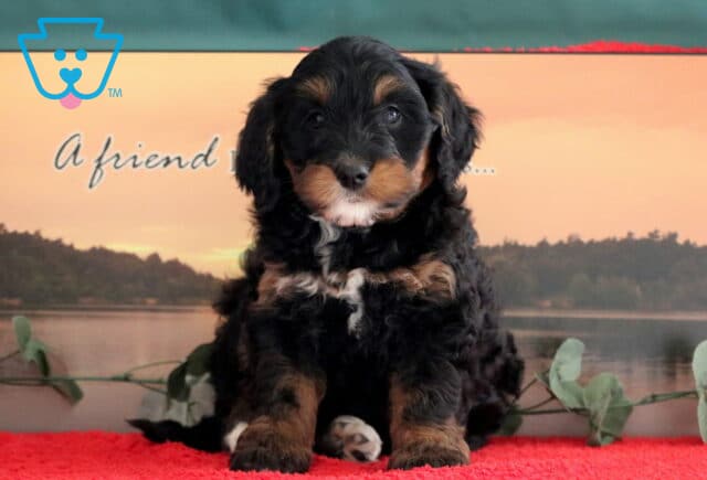 Tori Mini Bernedoodle2 image