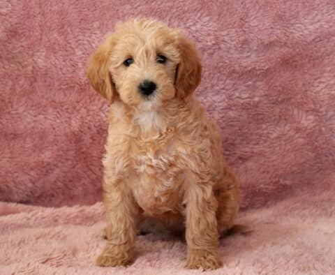Tori Mini Goldendoodle