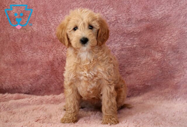 Tori Mini Goldendoodle image