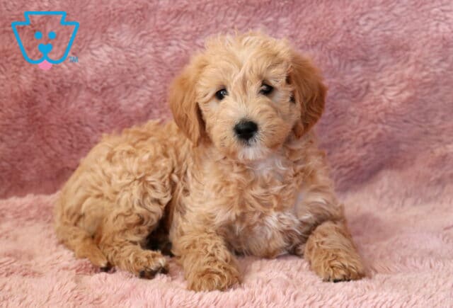 Tori Mini Goldendoodle2 image