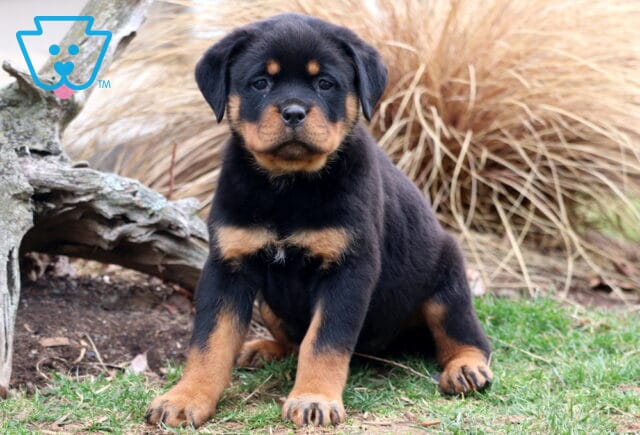 Tori Rottweiler image