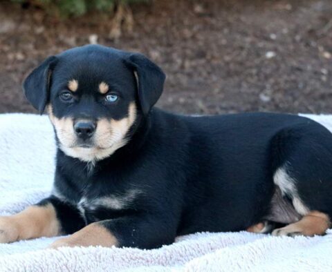 Tori Rottweiler Mix
