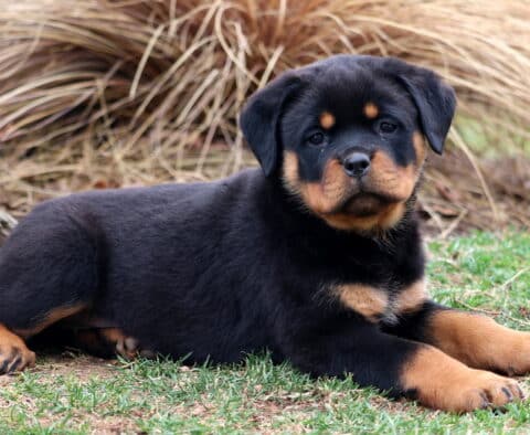 Tori Rottweiler2