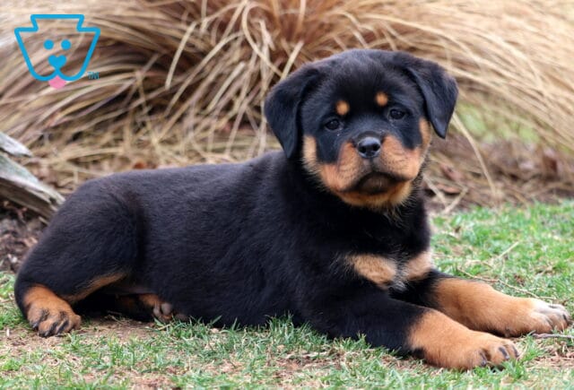 Tori Rottweiler2 image